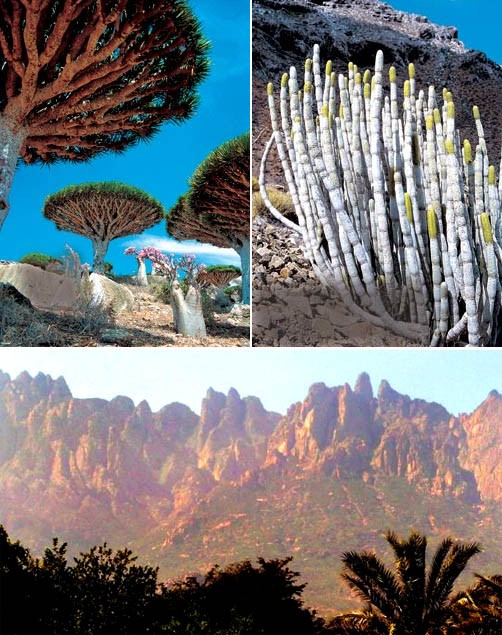 Nhiệt độ và khí hậu khác thường ở biển Ấn Độ Dương đã biến Socotra thành một trong những "viên ngọc về đa dạng sinh học". Ảnh: Các loại kỳ hoa dị thảo trên đảo Socotra
